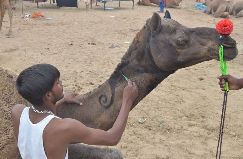 पुष्कर पशु मेला शुरू, झंडा चौकी लगी, 271 पशु पहुंचे