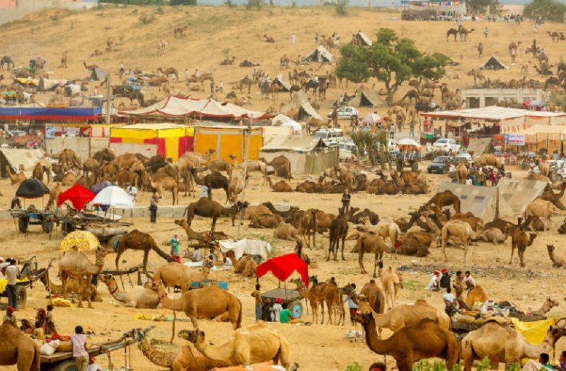 pushkar-camel-fair-2019-pushkar-fair-images-worlds-favorite-pushkar