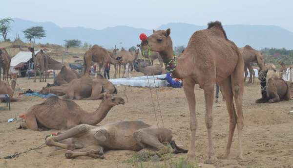 Pushkar Fair 2019 in Ajmer