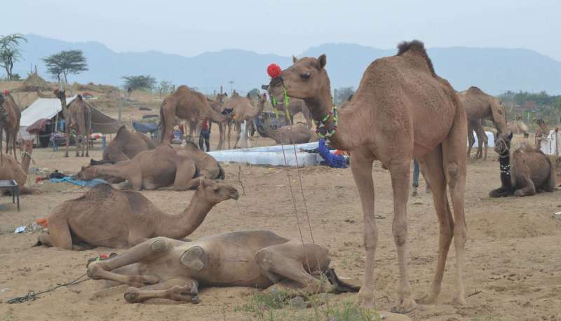 Pushkar fair 2019 : रेतीले धोरों पर बढऩे लगी रौनक