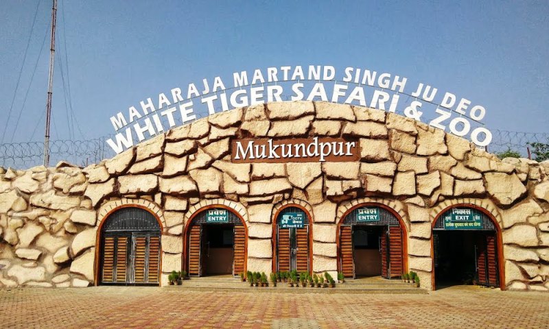 two cubs death Case: white tiger safari mukundpur big news in hindi