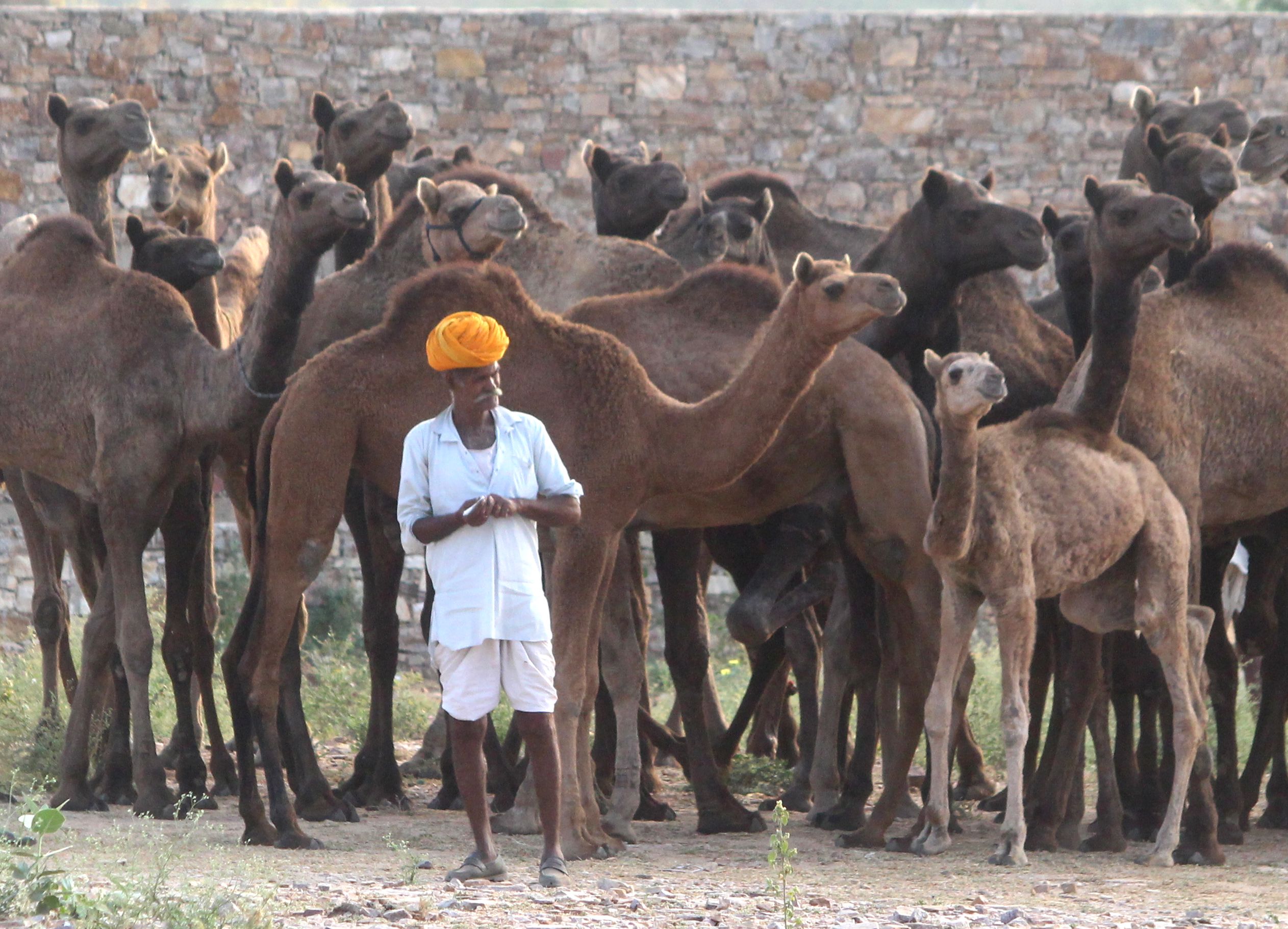Pushkar Camel Fair 2019