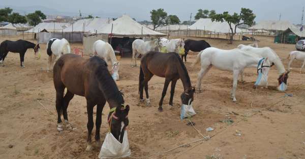 Pushkar Fair 2019 in Ajmer