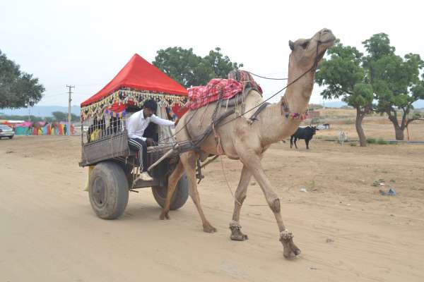 Pushkar Fair 2019 in Ajmer