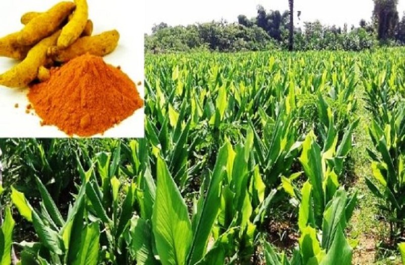 medicinal-plants-turmeric-farming-tuemeric-benifits-farmers-income