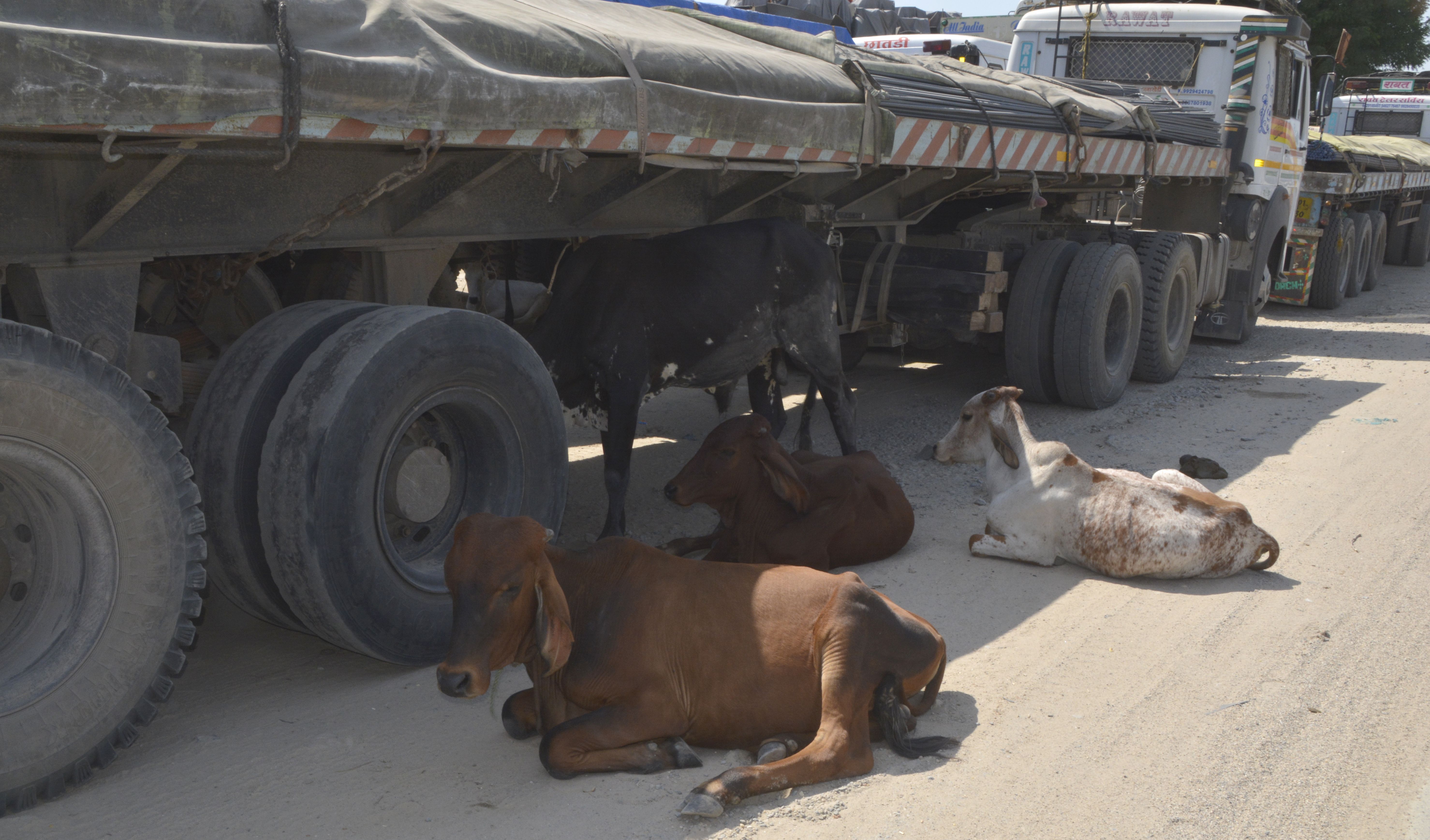If animals found roaming on the road, the owner will be fined