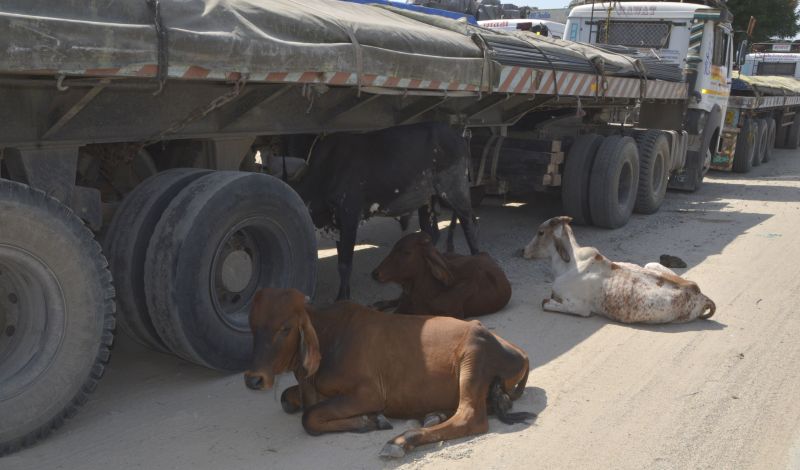 If animals found roaming on the road, the owner will be fined