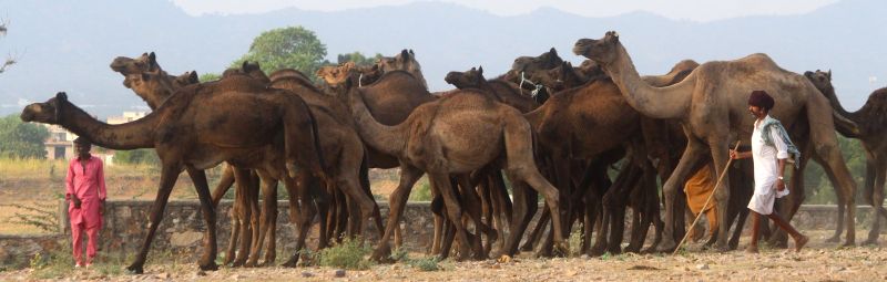 Pushkar Fair 2019 : मेला मैदान में बढऩे लगी रौनक, 540 पशु पहुंचे