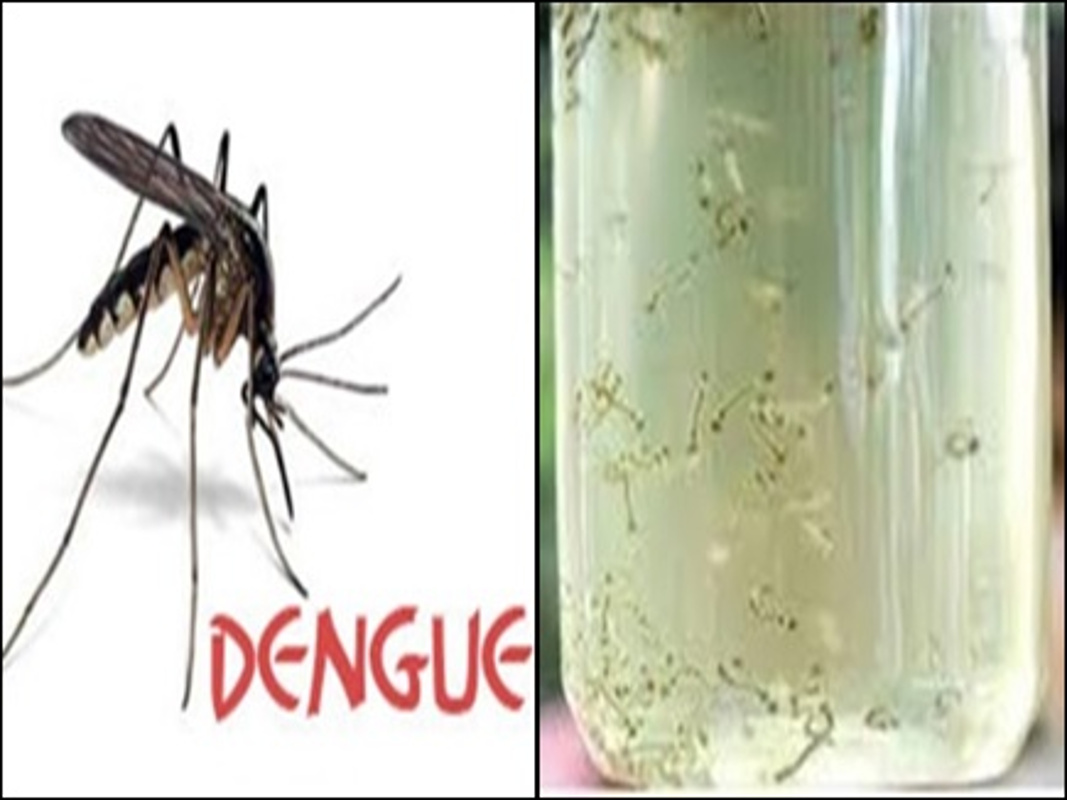 Third time being found Dengue larvae than fined Rs 500