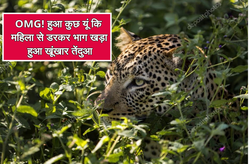 leopard_news.jpg