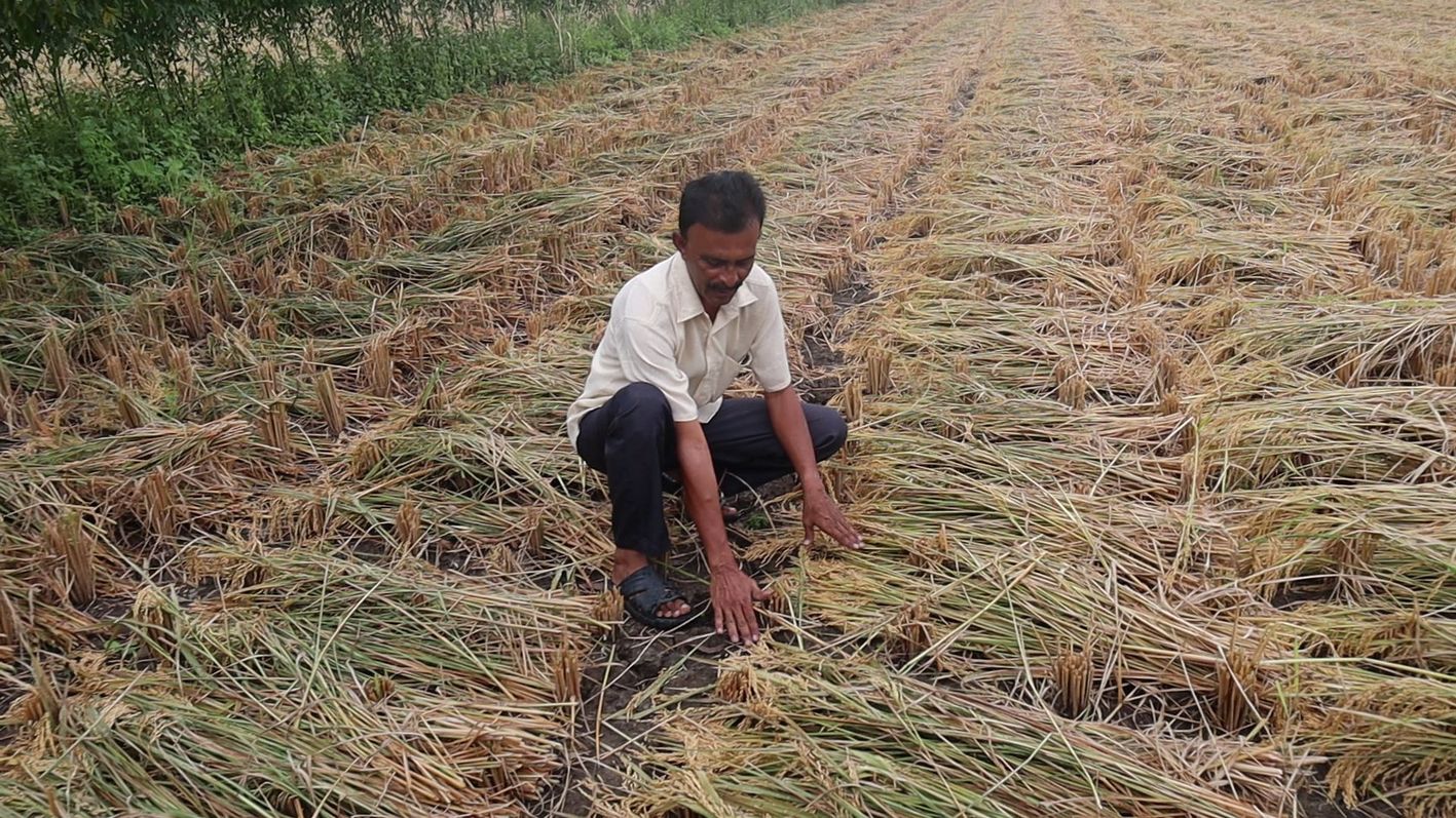 Surat News; ‘महा’ चक्रवात ने फेरा किसानों की मेहनत पर पानी