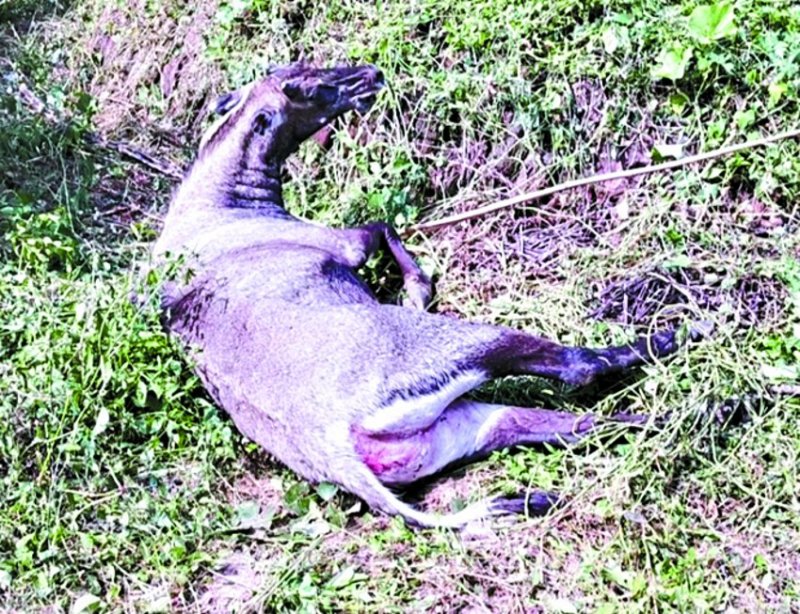 घंटों सड़क पर तड़पती रही नीलगाय, वन अमले ने इलाज की जगह झाडिय़ों में फेंका