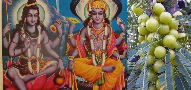 आंवला नवमी: भगवान विष्णु और शिव की रहेगी कृपा, आंवले के पेड़ की जरुर करें पूजा