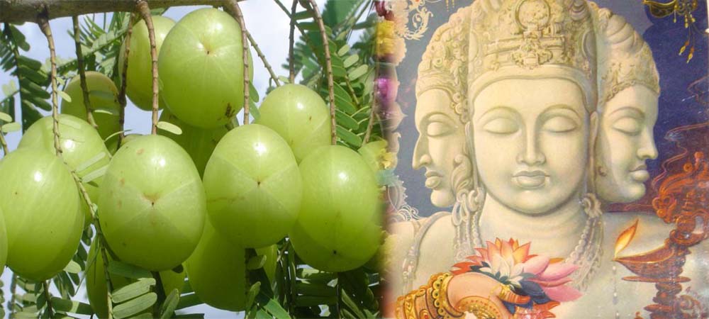 क्यों किया जाता है आंवले के पेड़ के नीचे भोजन? ये है इसका कारण