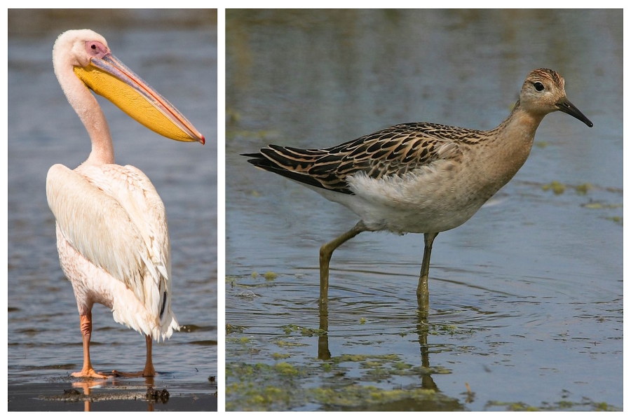arrival of migratory birds in jodhpur region