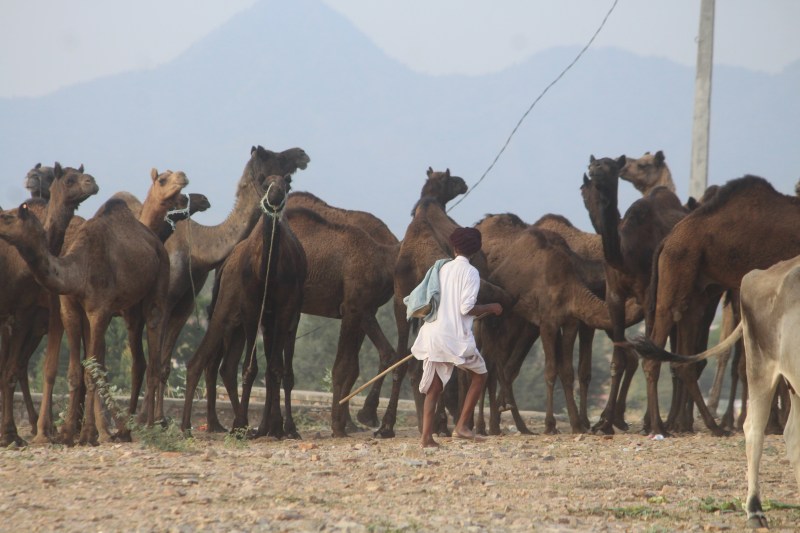 Pushkar Mela 2019 : पुष्कर के धोरों में बढऩे लगी है रौनक
