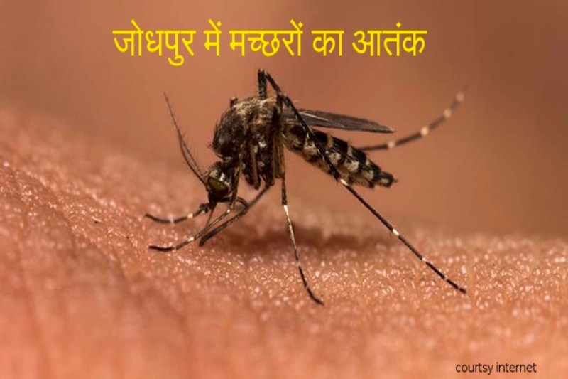 dengue fever patients are increasing day by day in jodhpur hospitals