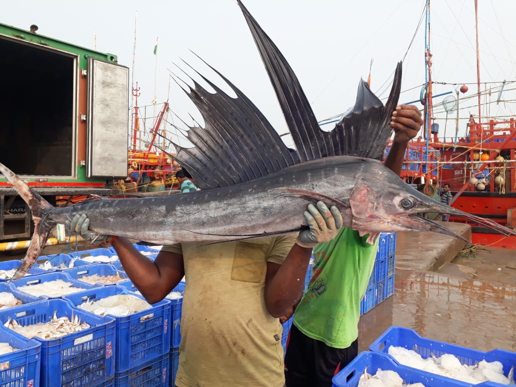 ओडिशा में मिली पाताल लोक की ये अनोखी मछली, कीमत जान उड़ जाएंगे होश, A Rare  fish found in odisha sea beach, it cost around 2 lakh rupees