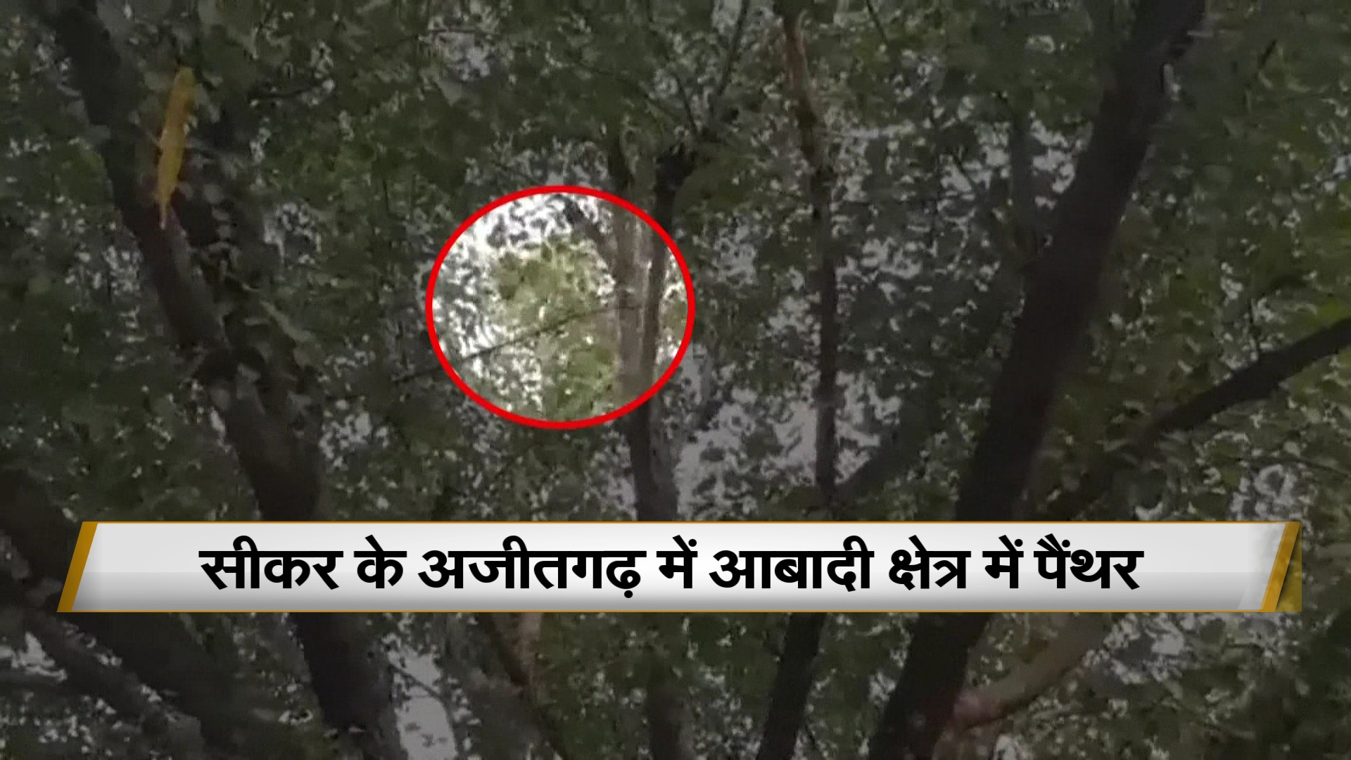 पहले दुकान में घुसा फिर पेड़ पर चढ़ा पैंथर