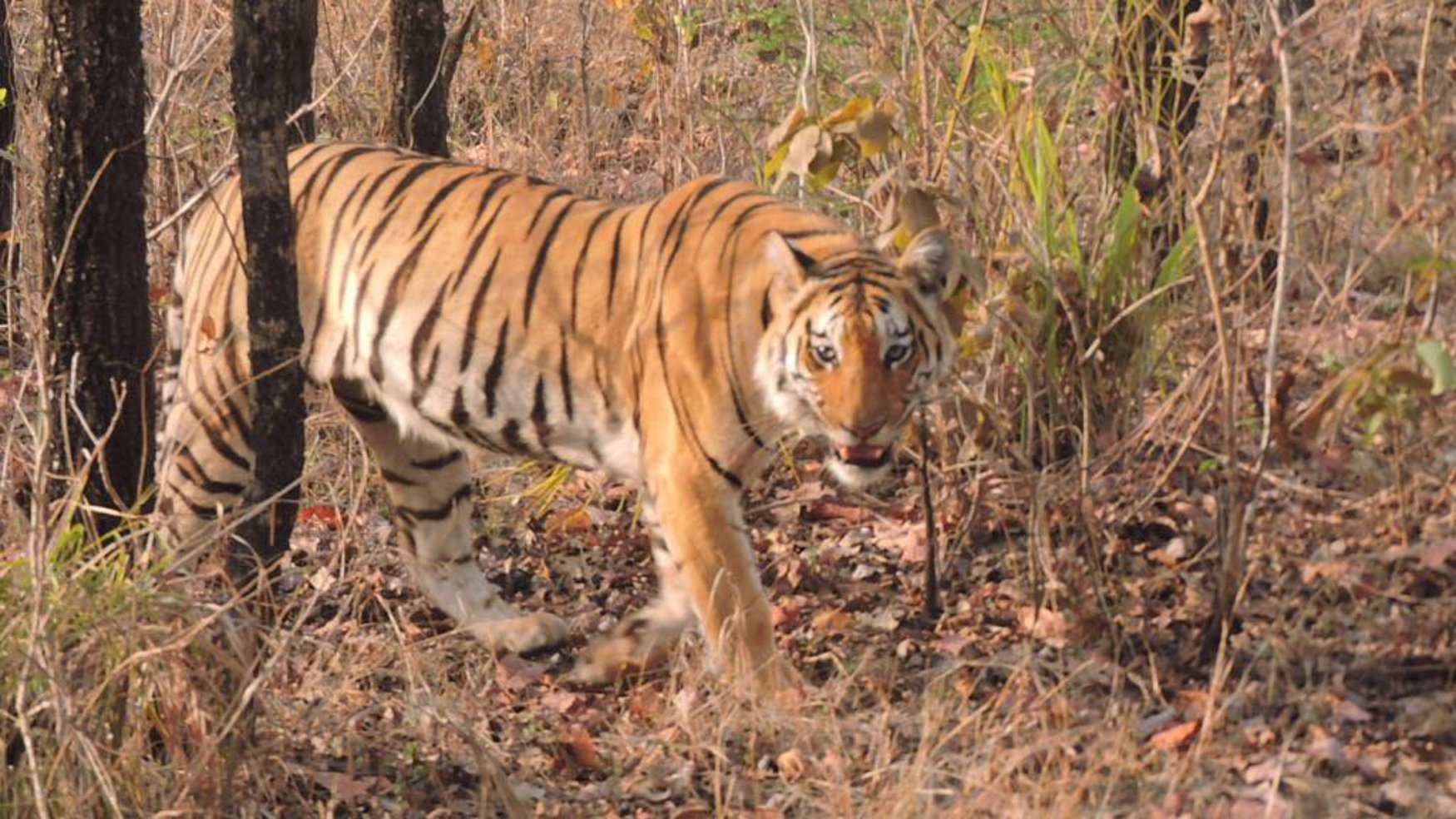 Sanjay Tiger Reserve management silent after the death of tigress and