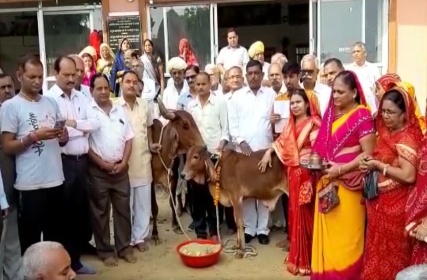 गोपाष्टमी पर्व : गायों को खिलाया गुड़, ओढ़ाई ओढऩी, पूजा-अर्चना कर मांगी सुख- समृद्धि