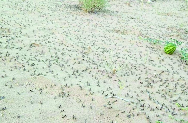 Disaster for border farmers