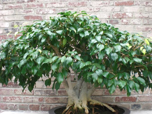 घर के आसपास कभी ना लगायें ये पेड़ पौधे वरना होगी धनहानी