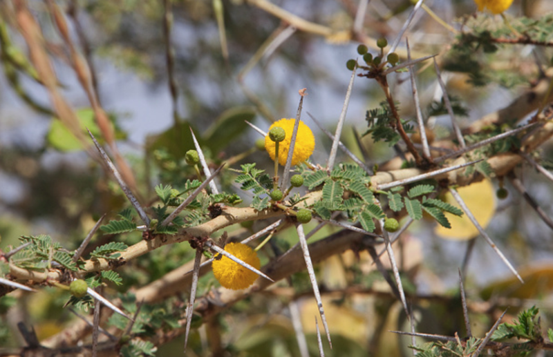 Babul Benefits: Taking Decoction of Babul is Beneficial In Periods