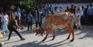 गोवर्धन पूजा के बाद ग्वालों ने रिझाया गायों को