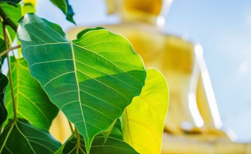 हार्ट अटैक 