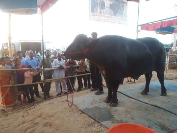 beautiful pics of pushkar fair 2019