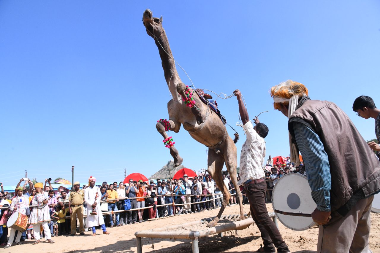 Camel Dance : ऊंटों ने लगाए ठुमके, परदेसी बालाओं के गूंजे ठहाके