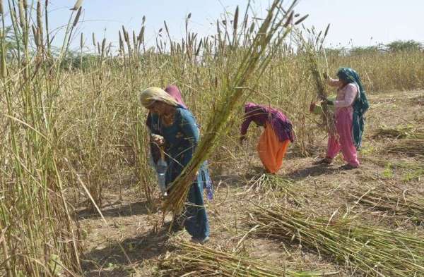 The crop kept in the fields was drenched in unseasonal rain