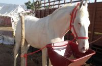 छा गई मल्लिका और रोमियो की जोड़ी