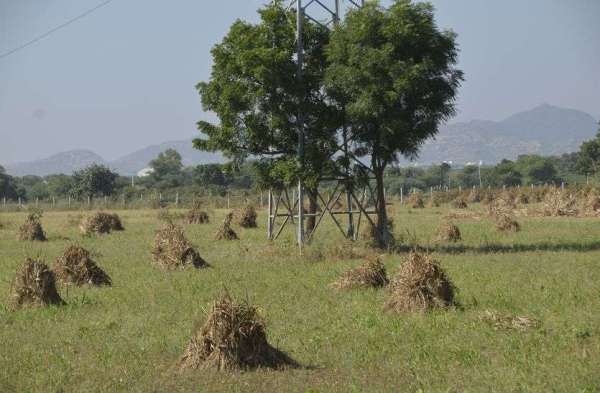 The crop kept in the fields was drenched in unseasonal rain
