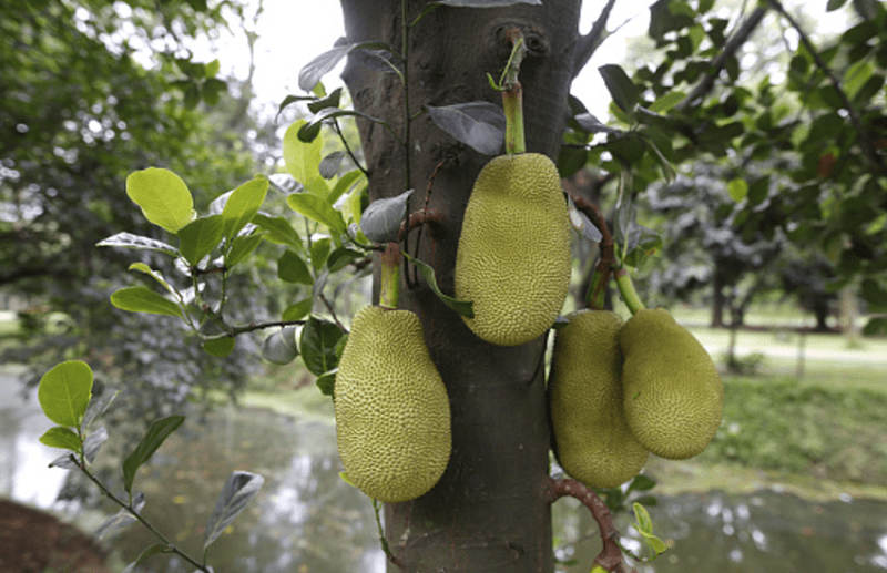 विटामिन्स, मिनरल्स से सेहत काे मजबूत बनाता है कटहल