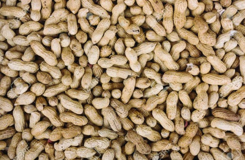 Government declared support price of groundnut