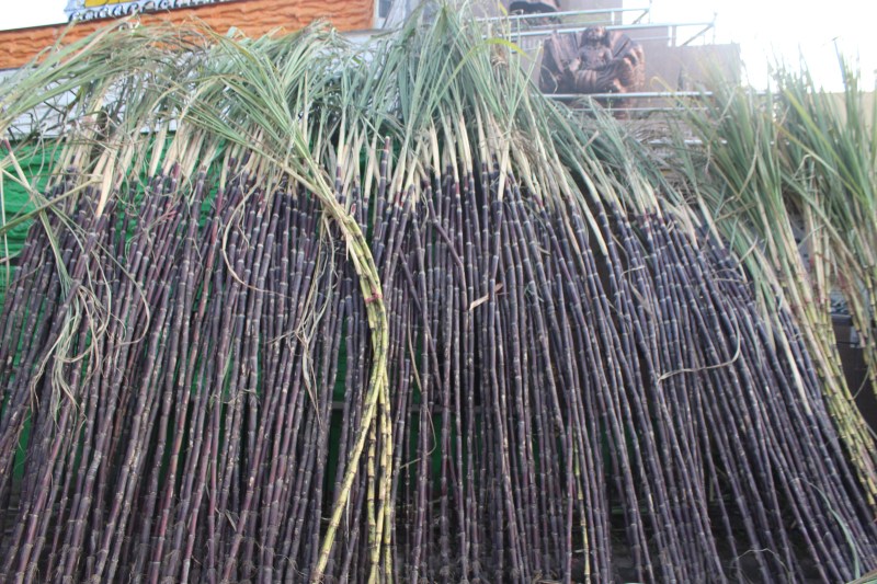 घर-घर सजाया जाएगा गन्ने का मंडप, बेटी स्वरूप मानकर देवी तुलसी का कराएंगे विवाह