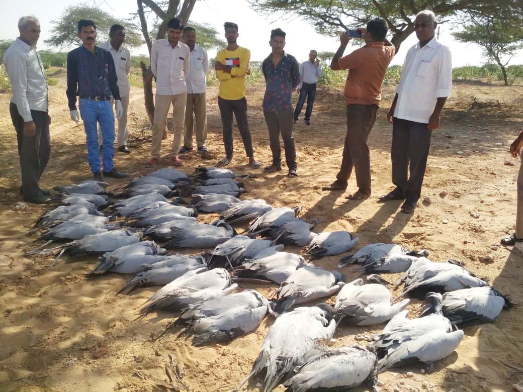 फलोदी. मृत कुरजां के शव