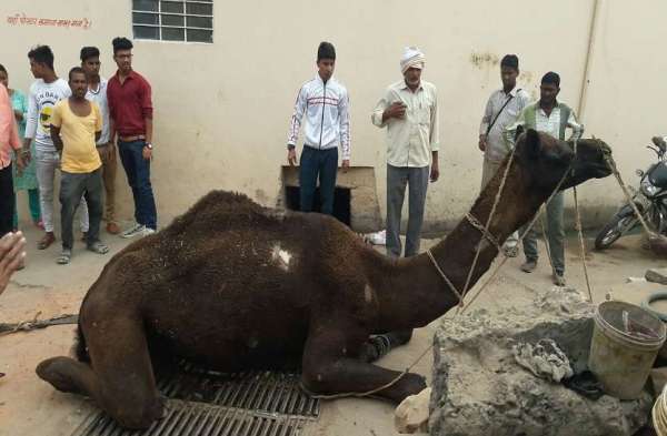 City council negligence