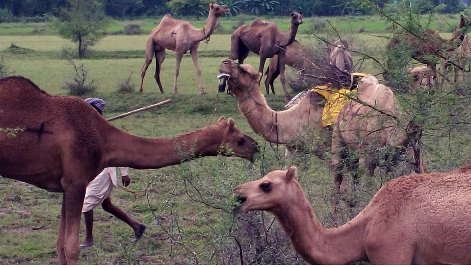 Camel smuggling is now a matter of concern, camels going to UP Bihar