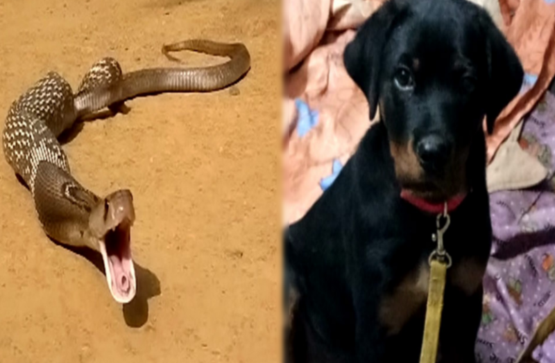 जब मालिक को बचाने के लिए 'कोबरा' से भिड़ गया 'लादेन', उसके बाद...