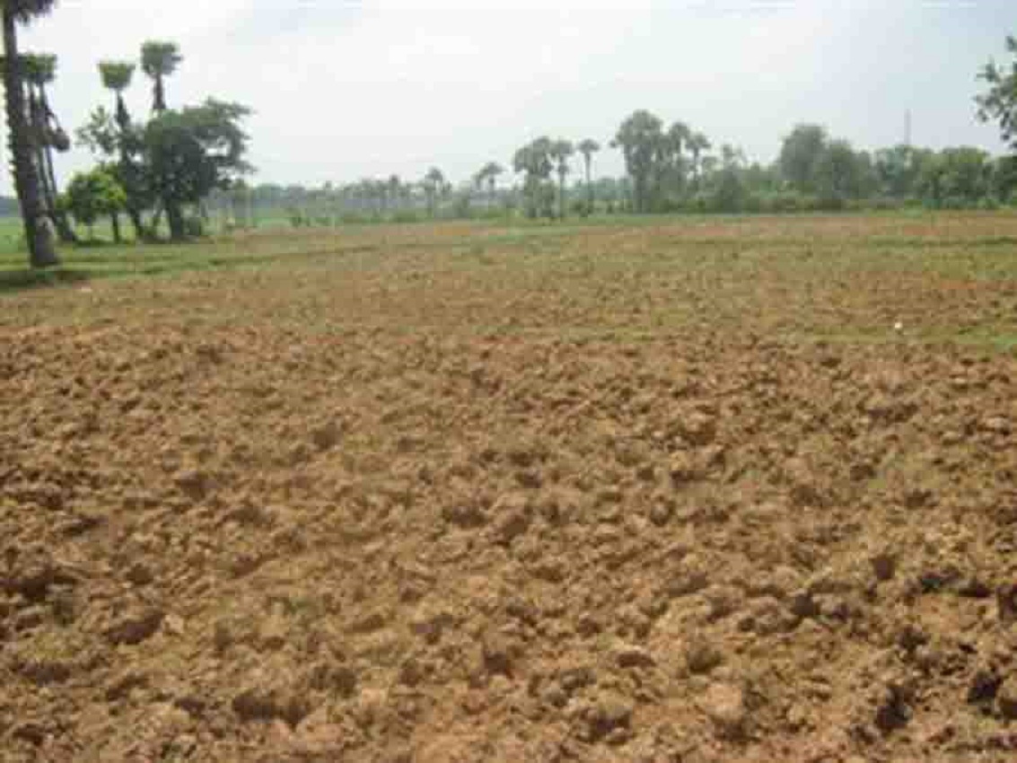 अच्छी बारिश ने बढ़ाया गेहूं का रकबा