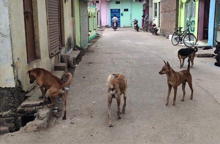 Terror of stray dogs on the streets, passers by are upset