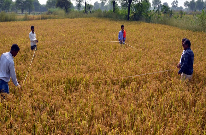 See also this first crop harvesting experiment in the irrigated area in Semhara Daihan Khar ...