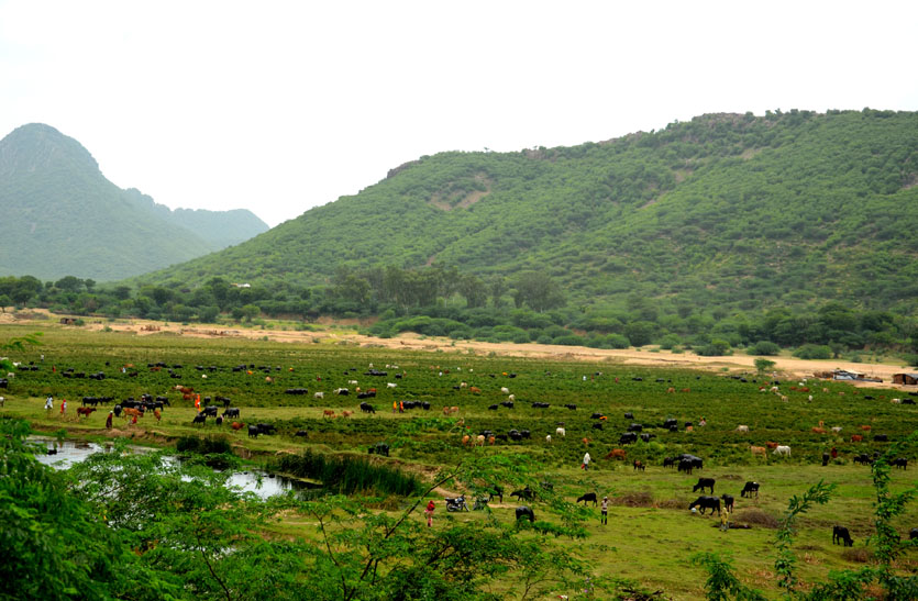 12 साल से फाइलों में रेंग रहा बीसलपुर वन क्षेत्र के विकास का सपना