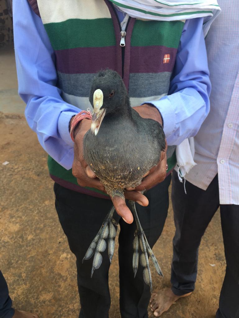 ग्रामीणों ने घायल पक्षी को समझा गोडावण, जांच में निकली जल मुर्गी