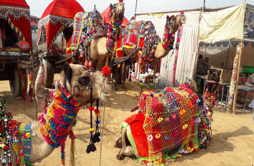 Camel ride popular in Pushkar