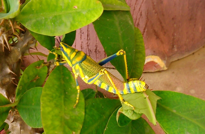 locust-attack-in-border-area-farmersb-rabi-kharif-season-grasshopper
