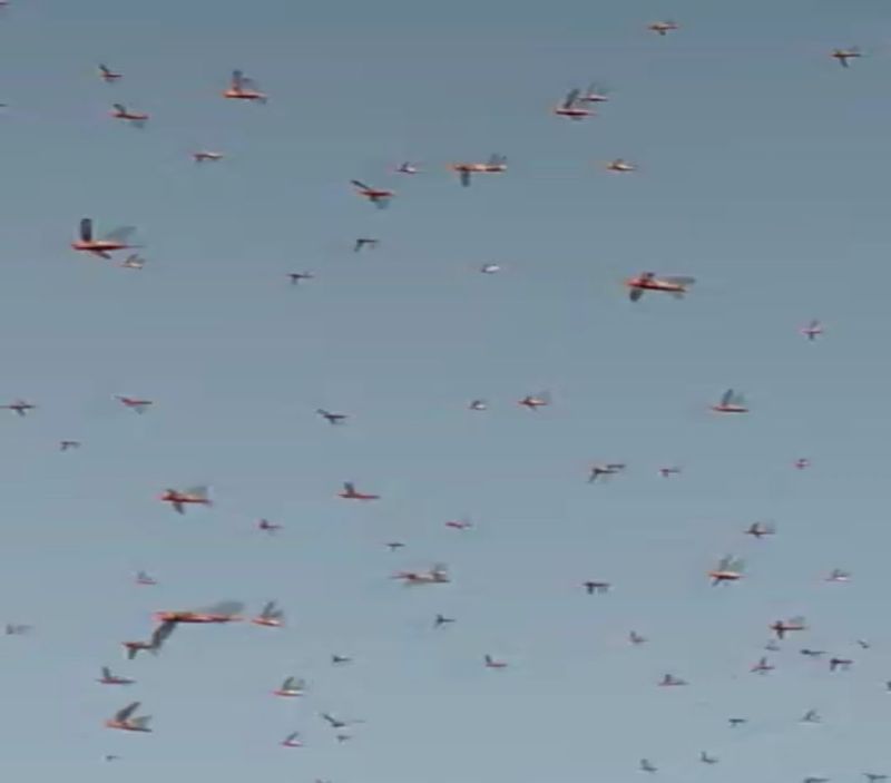 पीछा नहीं छोड़ रहा टिड्डी दल, फसलें चट